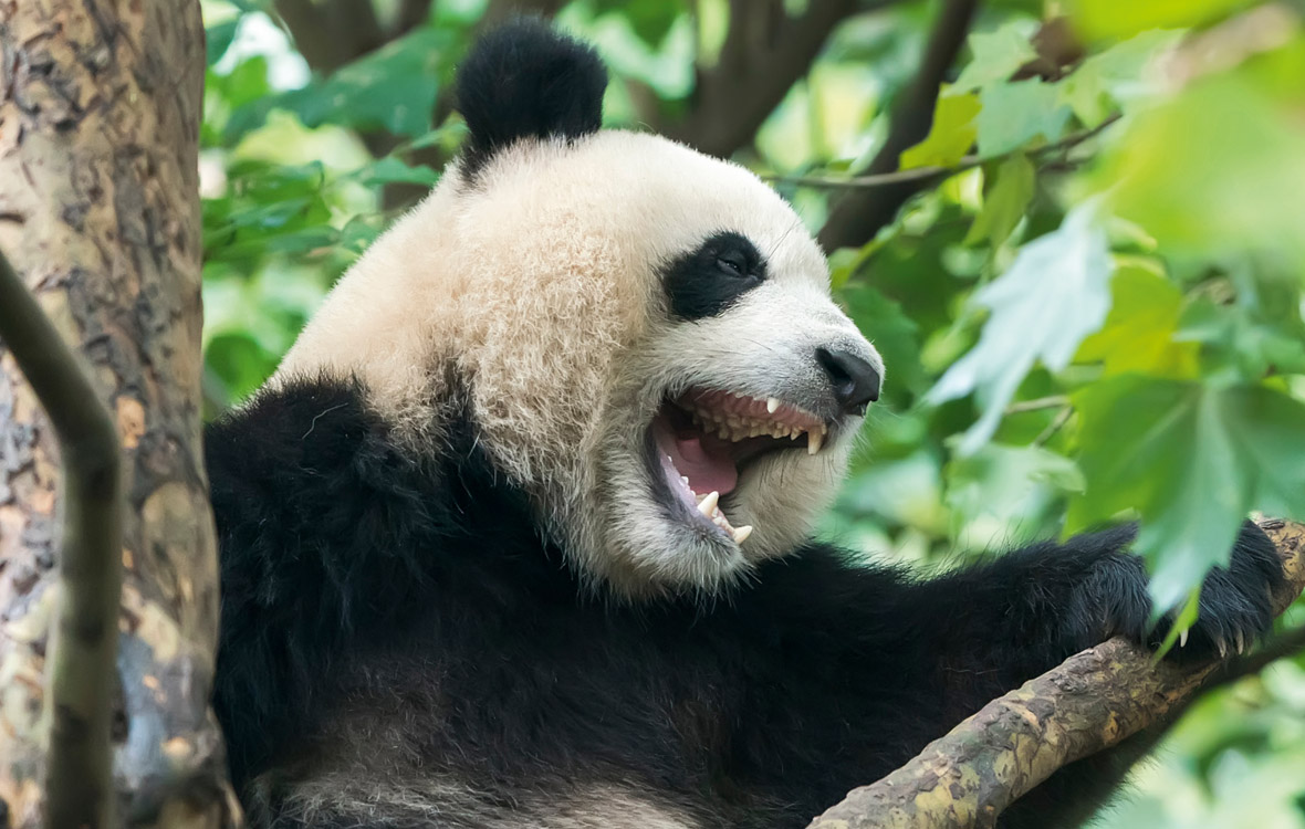 Reuzenpanda | Lees alles over de Reuzenpanda op Wild van Freek.nl