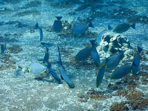 Papegaaivis