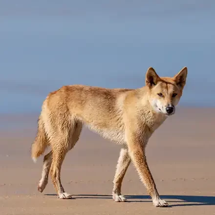 Dingo