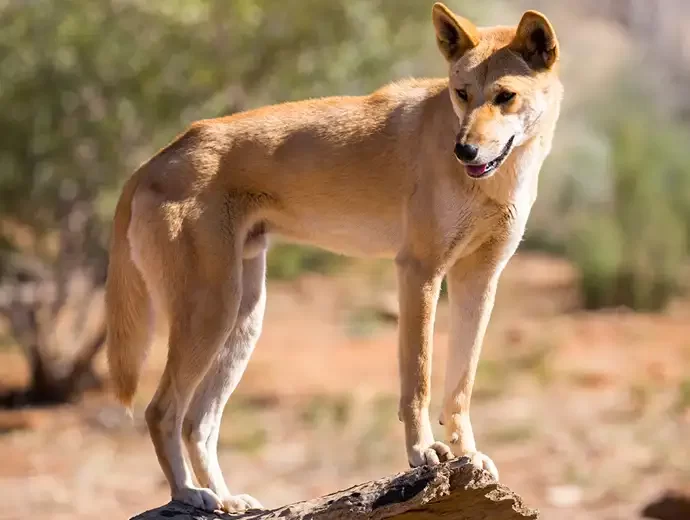 Dingo