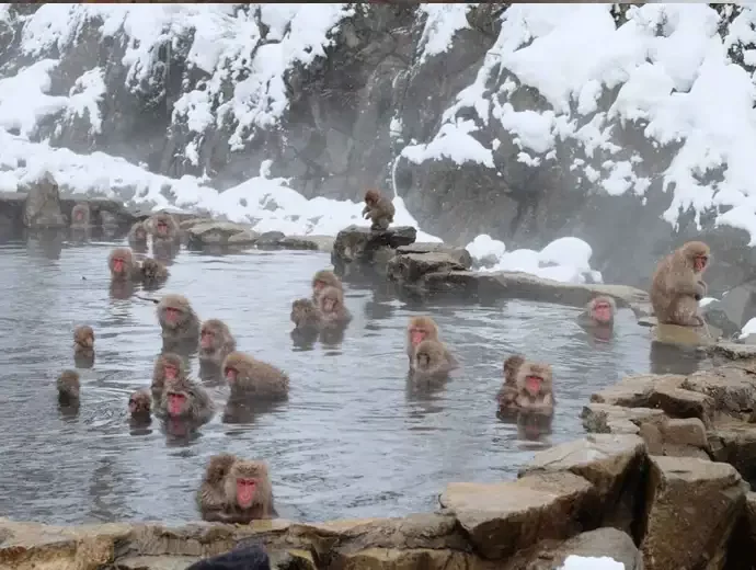 Japanse Makaak