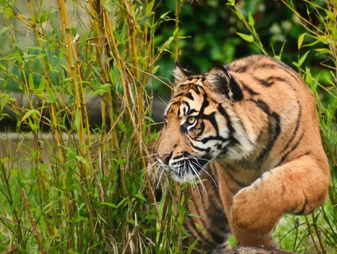 Sumatraanse Tijger