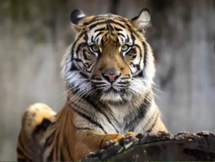 Sumatraanse Tijger