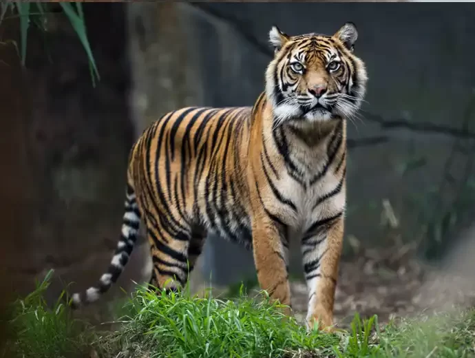 Sumatraanse Tijger