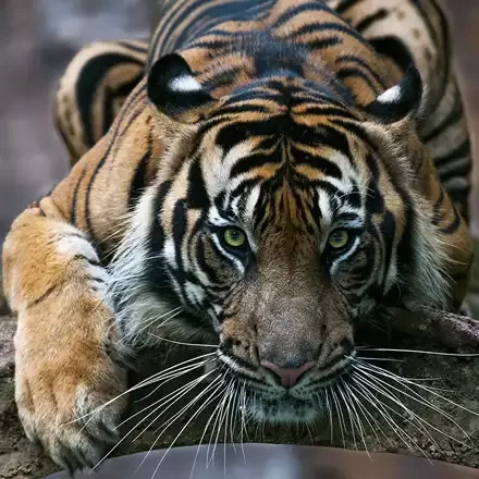 Sumatraanse Tijger