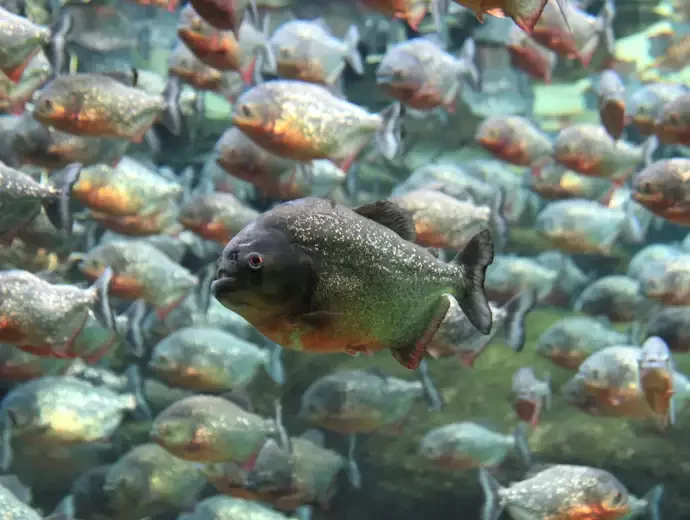 Piranha