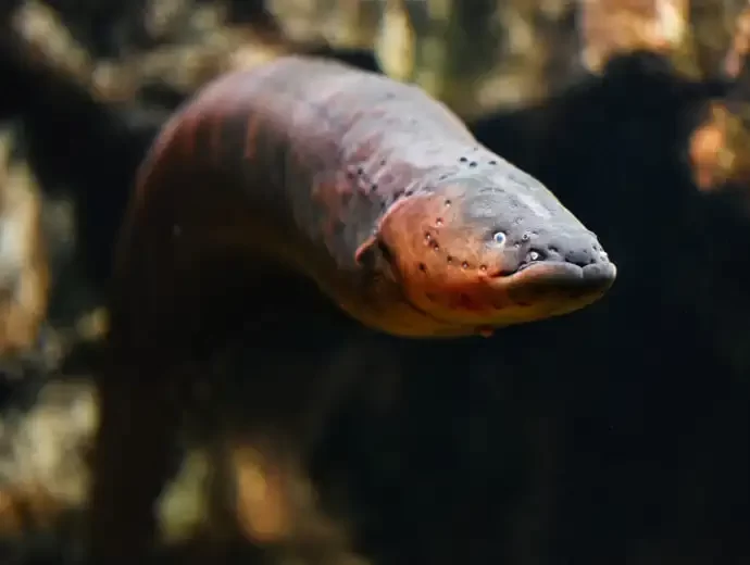 Sidderaal