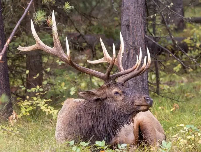 Wapiti