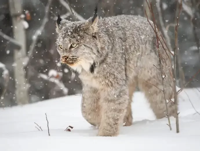 Canadese lynx