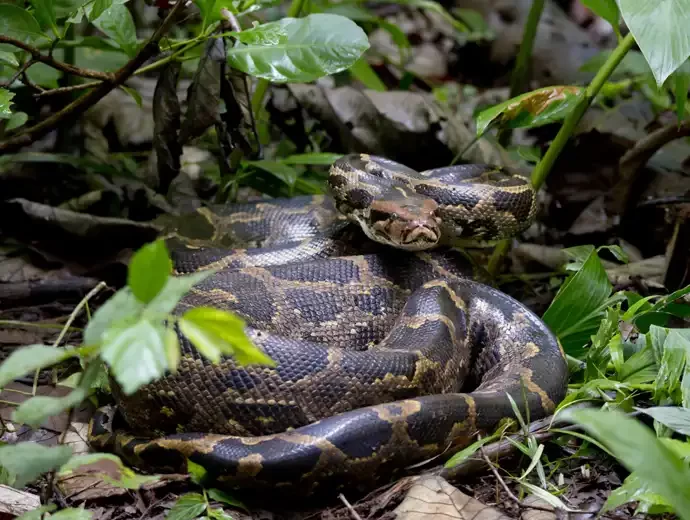 Tijgerpython