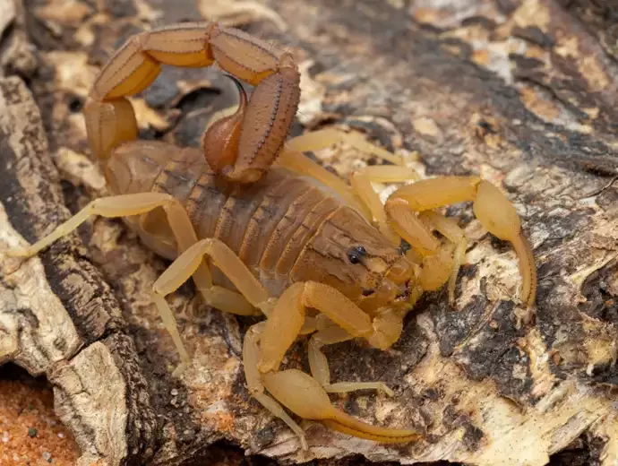 Indiase rode schorpioen