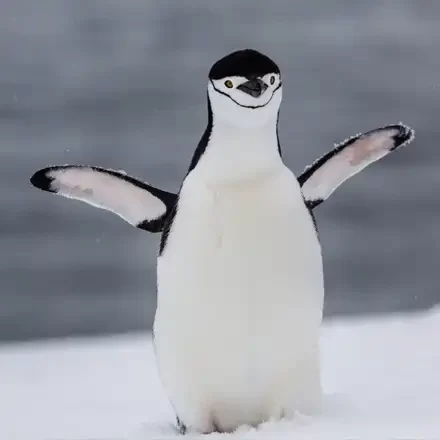 Stormbandpinguin