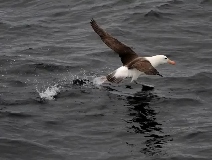 Reuzenalbatros