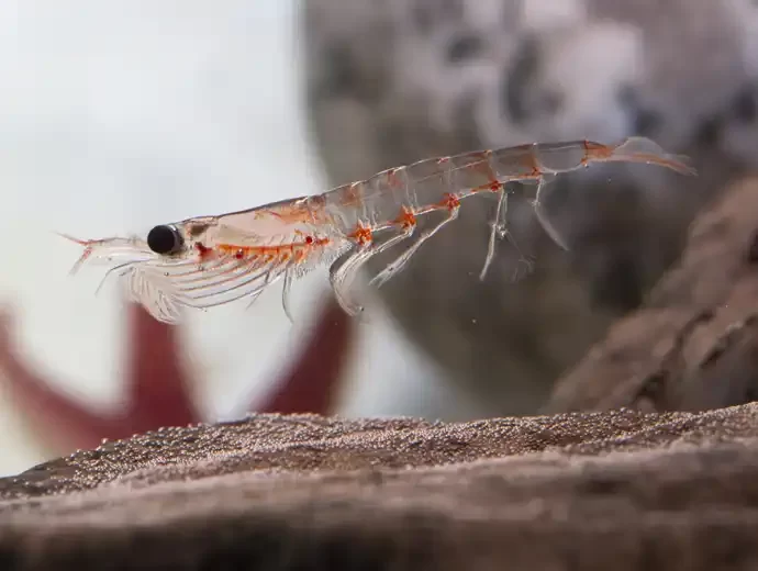 Krill