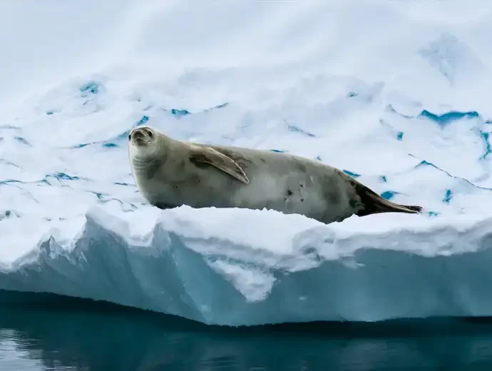 Krabbeneter