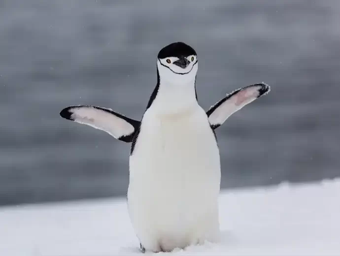 Stormbandpinguïn