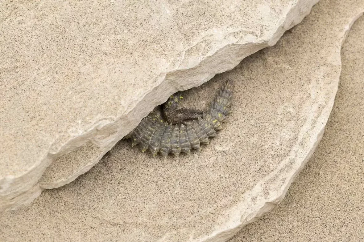 Luipaardgekko