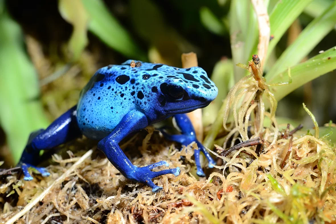 blauwe pijlgifkikker