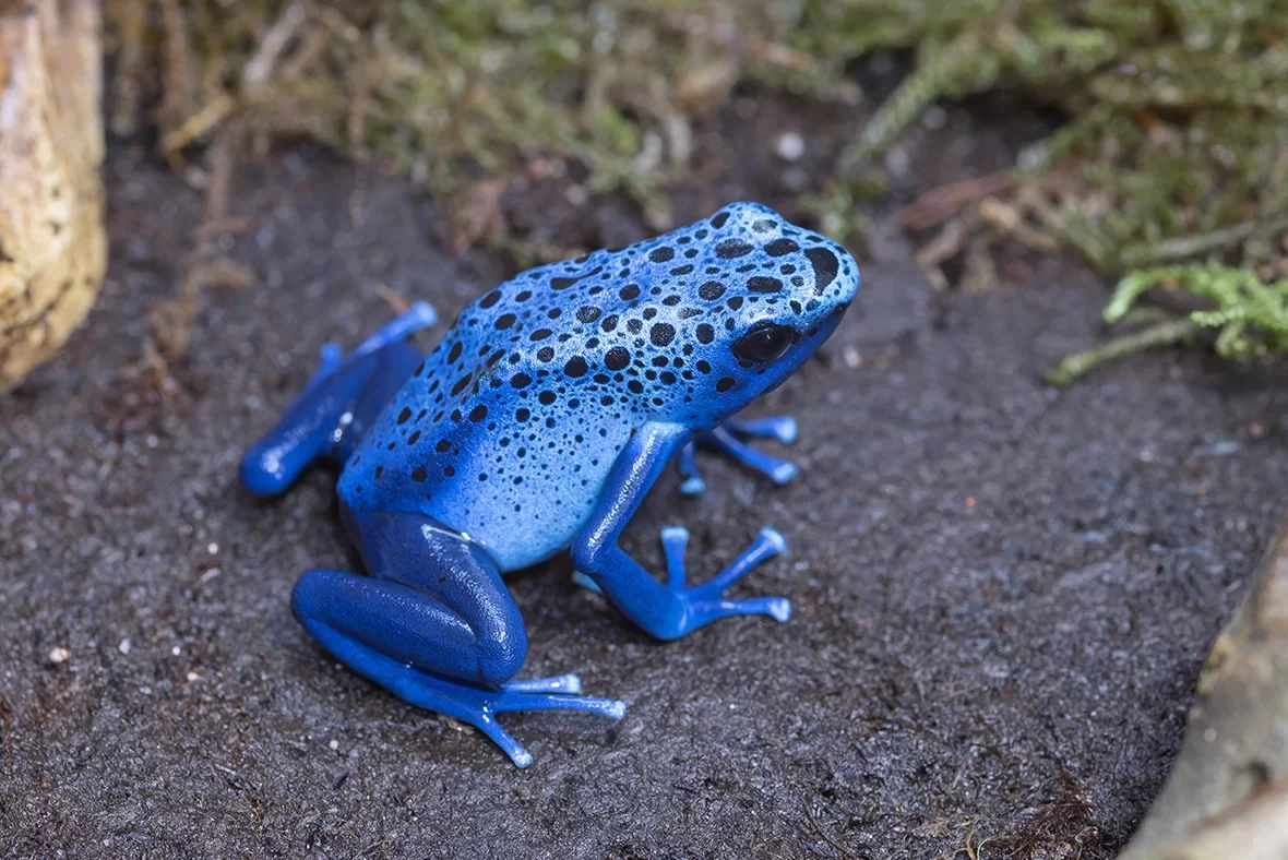 blauwe pijlgifkikker
