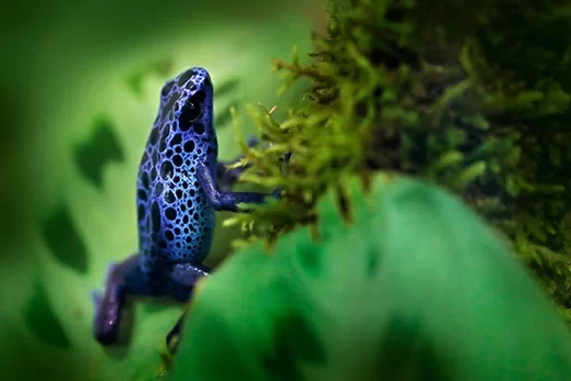 blauwe pijlgifkikker