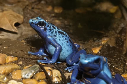 blauwe pijlgifkikker