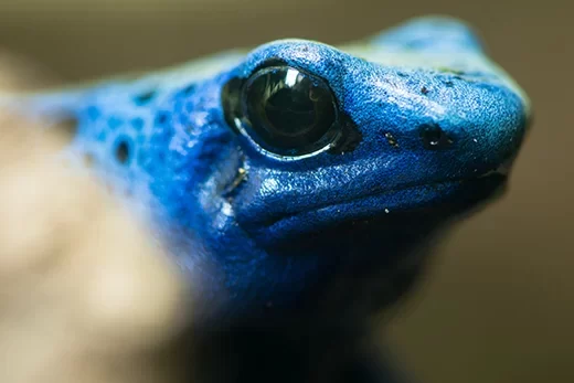 blauwe pijlgifkikker