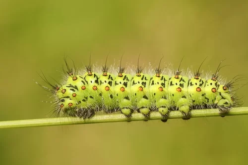 Rups nachtpauwoog