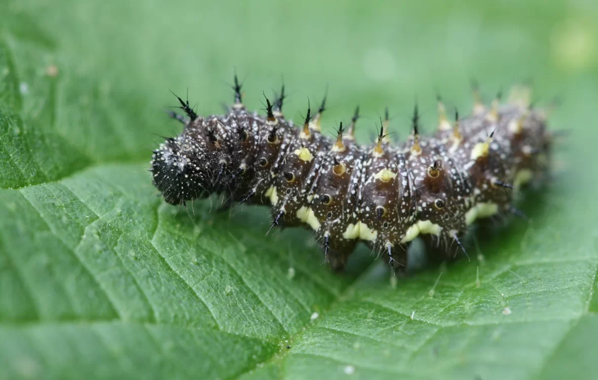 Rups Atalanta