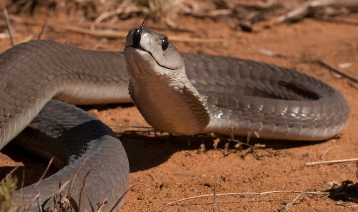 Zwarte mamba