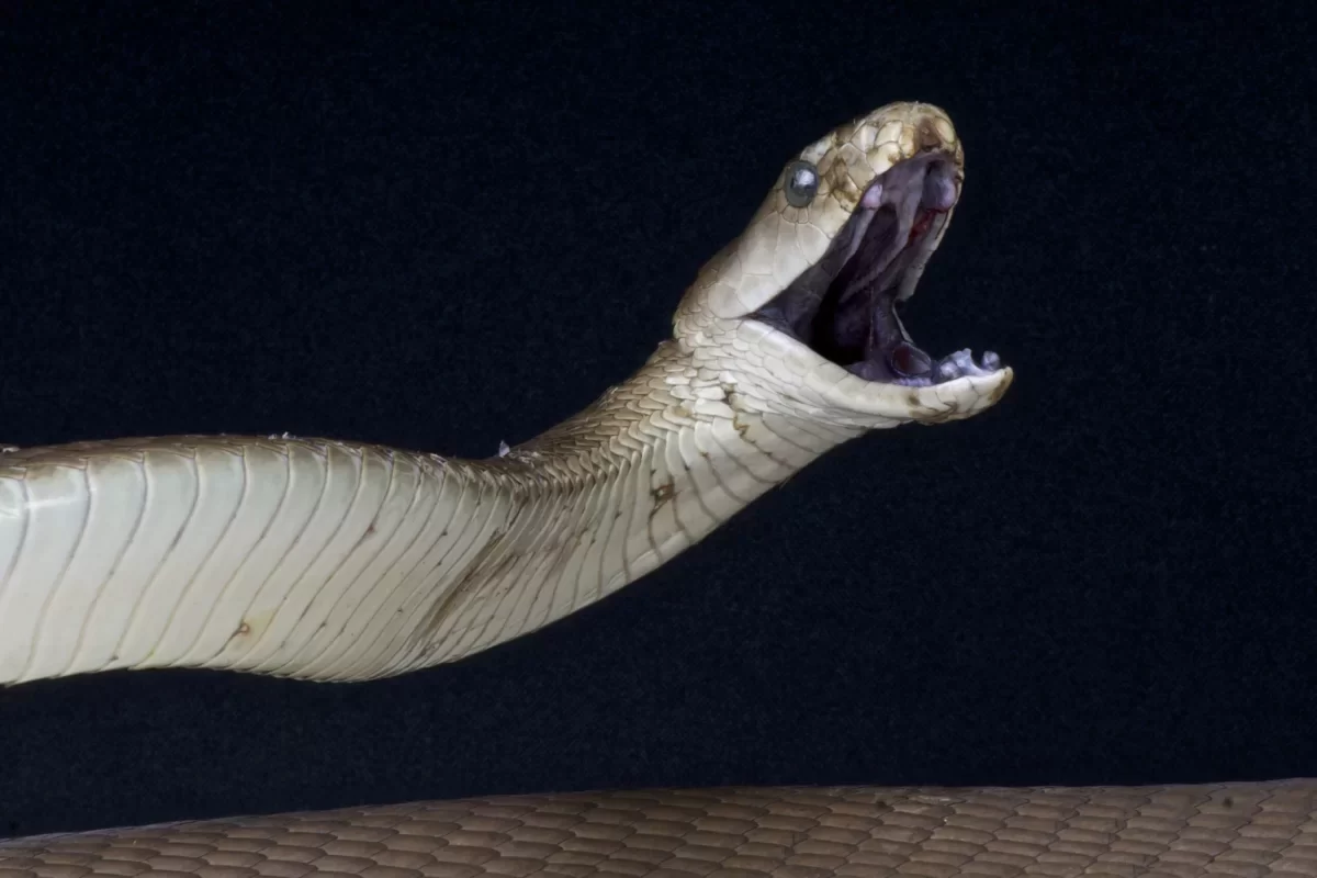 Zwarte mamba