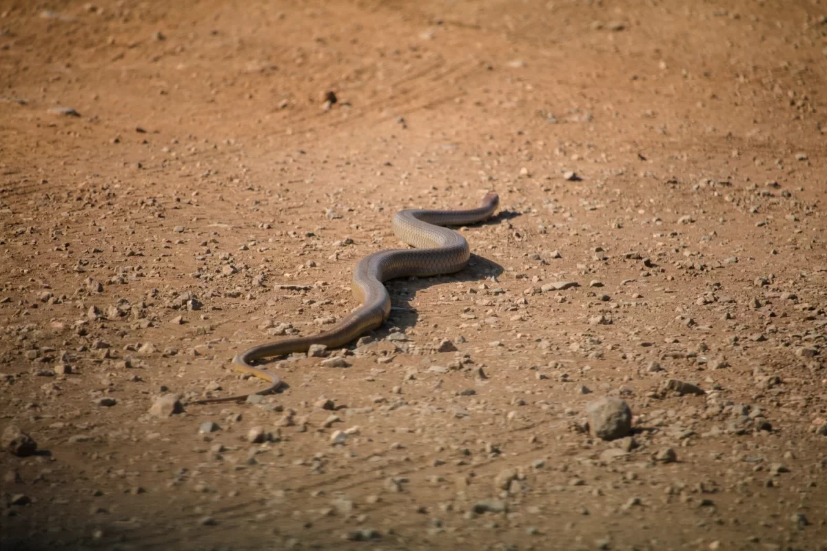 Zwarte mamba