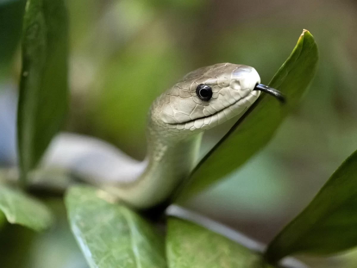 Zwarte mamba