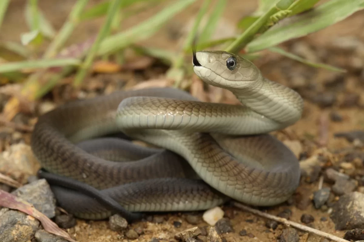 Zwarte mamba