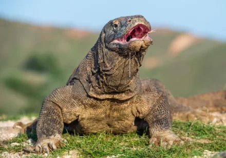 Komodovaraan