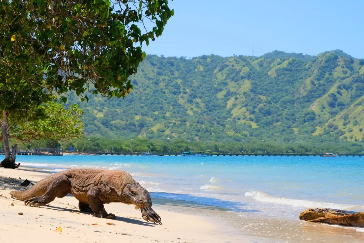 Komodovaraan
