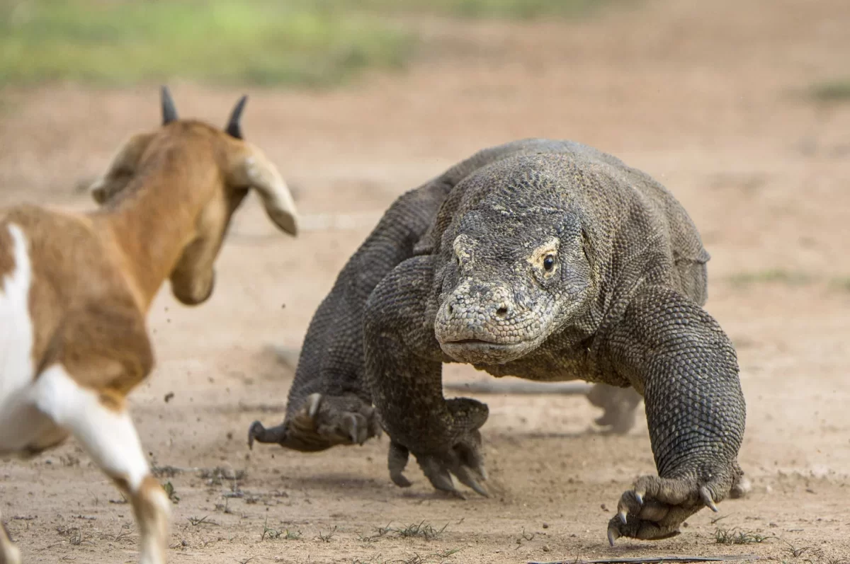 Komodovaraan
