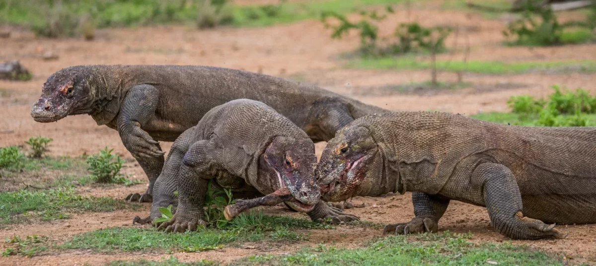 Komodovaraan