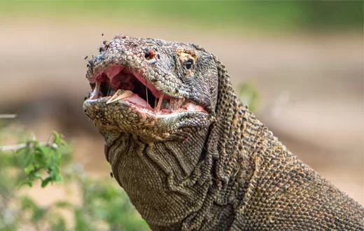 Komodovaraan