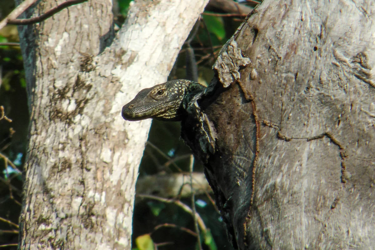 Komodovaraan