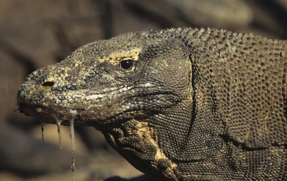 Komodovaraan