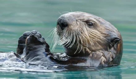 Zeeotter