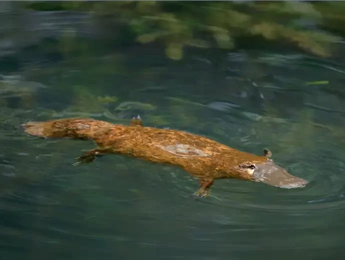 Vogelbekdier