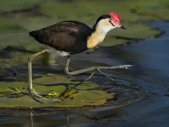 Australische Jacana