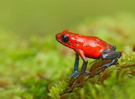 Aardbei Kikker