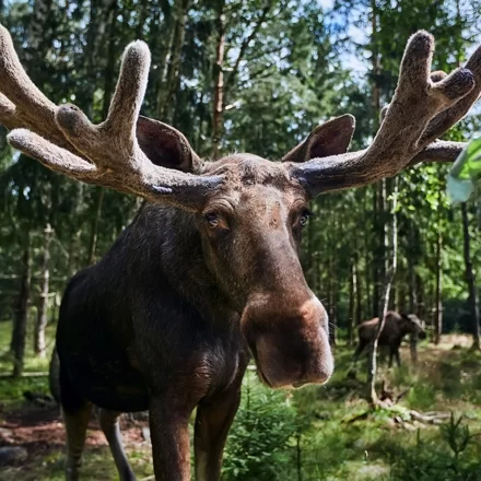 Eland