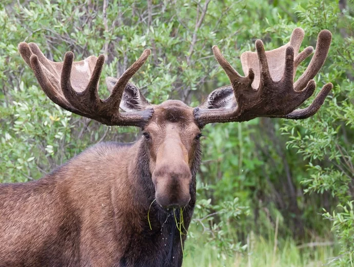 Eland