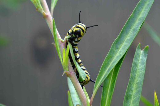 Rups monarchvlinder