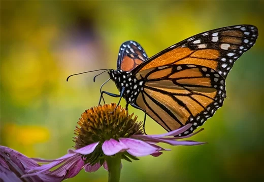 Vlinder Op Een Paarse Bloem