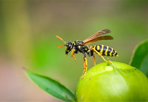 Wesp zit op een bloem