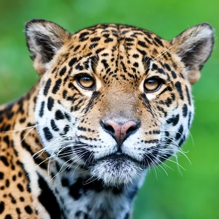 jaguar